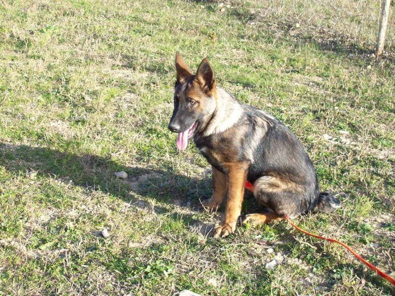 Dollar chien du Mass des Crozes dit Fuego propriétaire Mme Lacoste