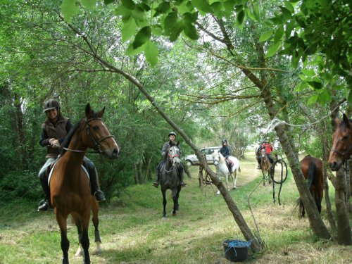 Les chevaux de Camp Julio à St Marcel d